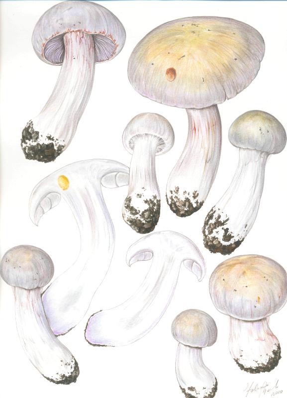 cortinario ligure 20